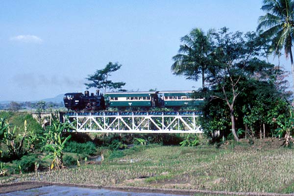 B2503 leaves Jambu