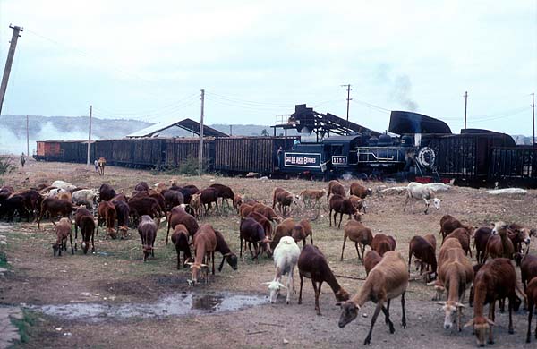 1755 gets the goat at Limpieza