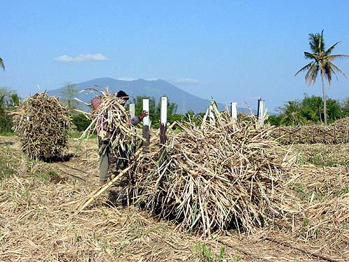 Loading the cane