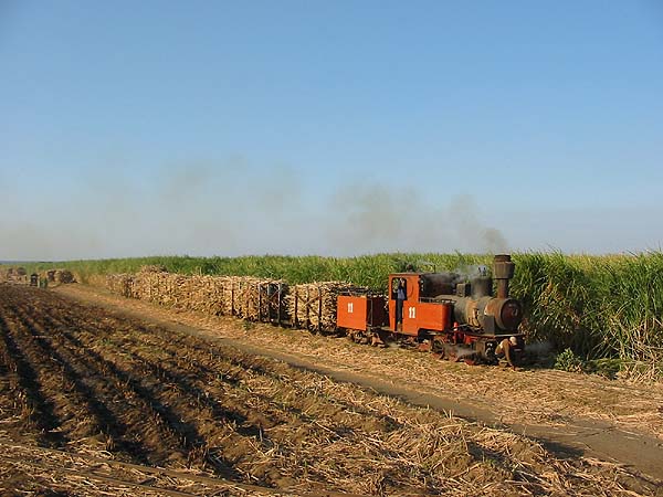 11 on ta cane train