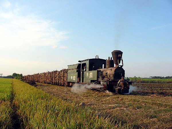 Afternoon cane train